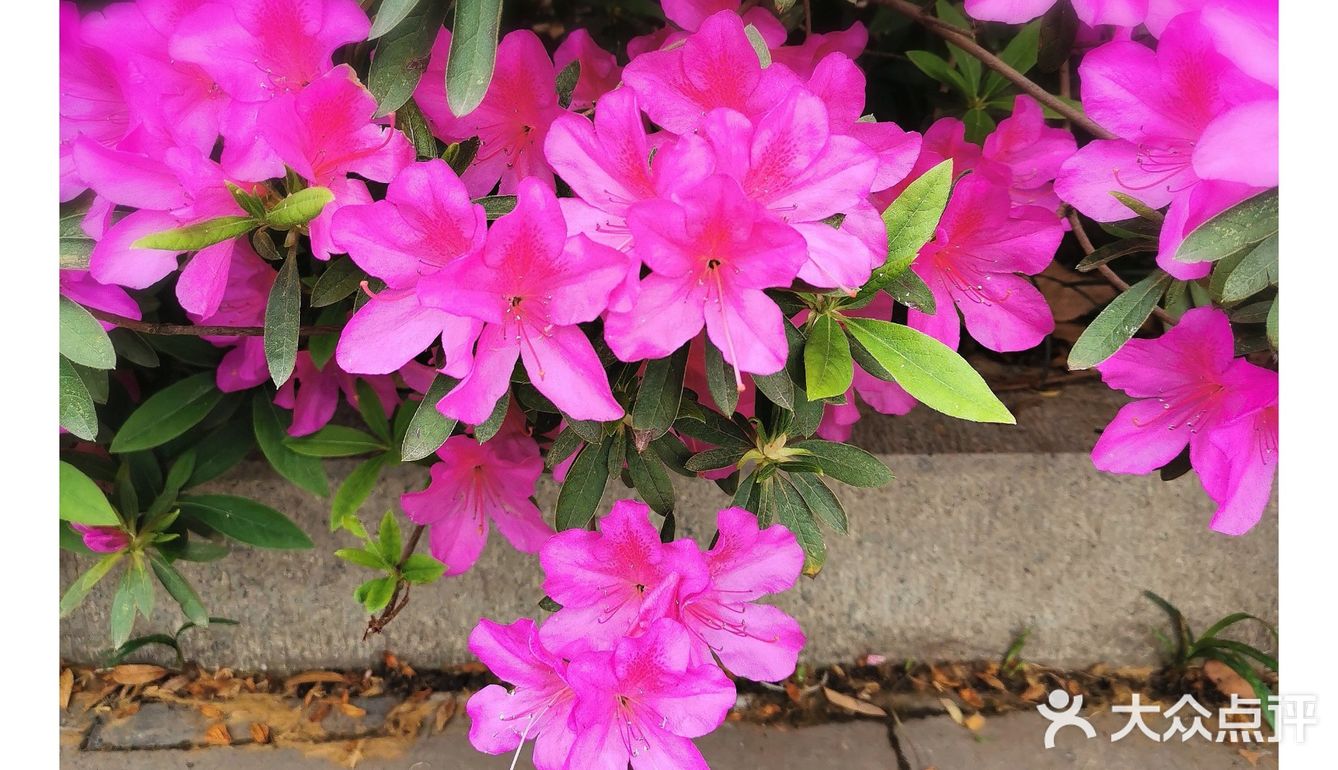金陵花事||大行宫市民广场.杜鹃花