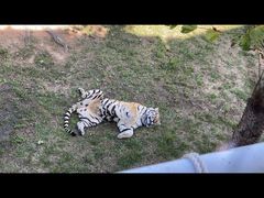 -西霞口神雕山野生动物世界