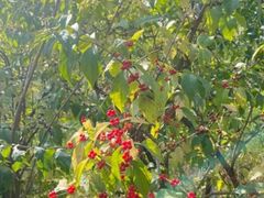 -永定河休闲森林公园