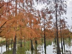 -上海长兴岛郊野公园