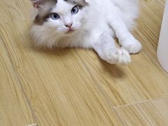 -虹泰宠物医院 ·旗舰店·24h(南秀路店)