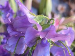 -爱尚幸福鲜花(上地实体店)