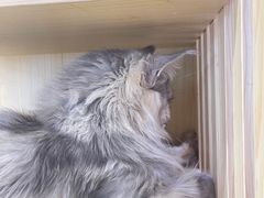 -爪爪喵星球·猫舍(前海卓越店)