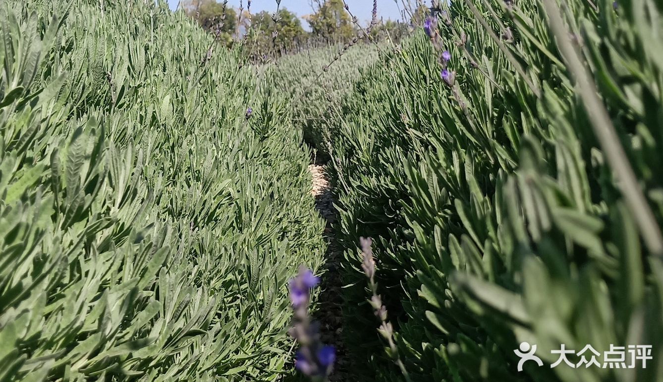 少了些商业化运作，还是很多人喜欢来这里的