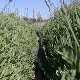 少了些商业化运作，还是很多人喜欢来这里的