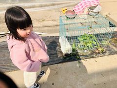-喜杨洋草莓采摘园