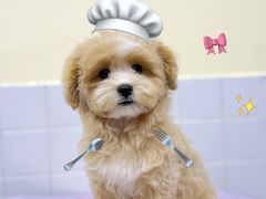 -Oh My Dog宠物沙龙(伊珊娜皮毛护理店)