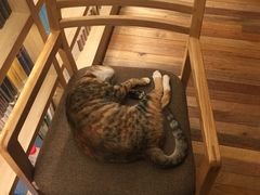 -猫的天空之城概念书店(杭州南宋御街店)