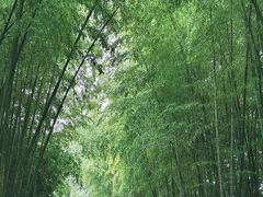 -火炉山森林公园