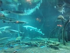 -华夏文旅海洋公园