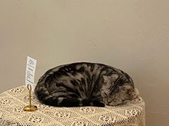 -猫友咖啡店(玉林西路店)