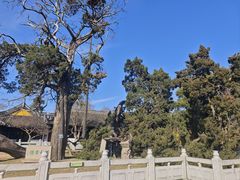 -司徒庙