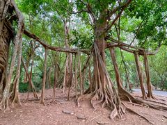-中国科学院西双版纳热带植物园