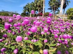 -亚龙湾国际玫瑰谷