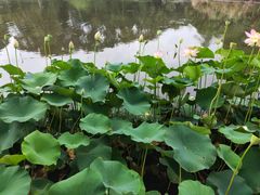 -墨尔本皇家植物园