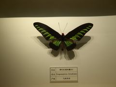 -四川宋瓷博物馆