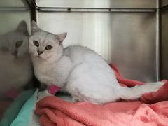 -艾吉宠物医院·疑难杂症转诊中心·猫友好(碧江路院)