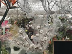 -荷兰花海