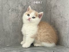 -小猫来了·猫舍(红山六九七九店)