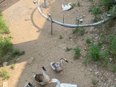 -北京鹿世界主题园