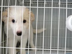 -翊宠yipet猫狗购宠庄园犬舍•猫舍