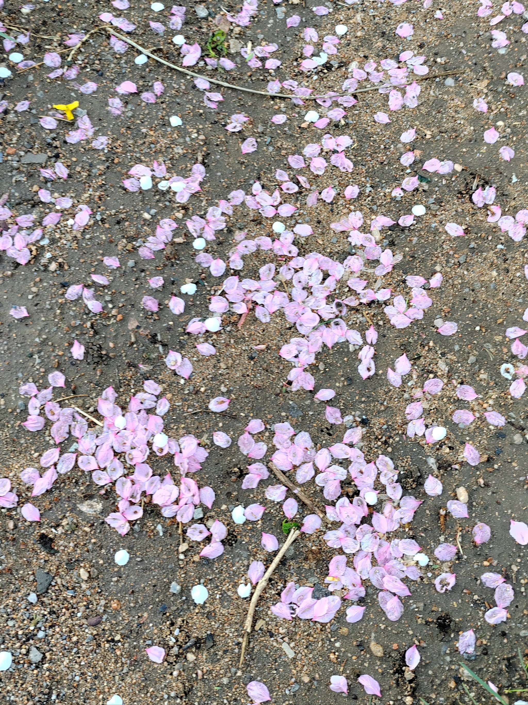 残花图片 伤感图片