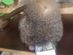 -怀托摩萤火虫洞