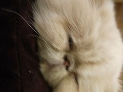 -猫色咖啡·猫咖