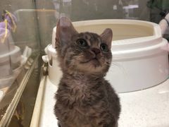 -糯米喵星人总部直营旗舰店·猫舍·幼猫出售