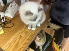 -MOCHA明星猫咖(田子坊店)