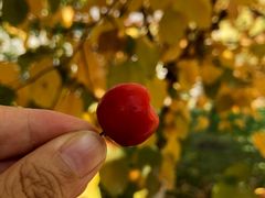 -哈密回王府景区