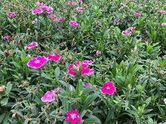 -广西壮族自治区药用植物园