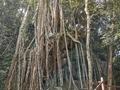 -中国科学院西双版纳热带植物园