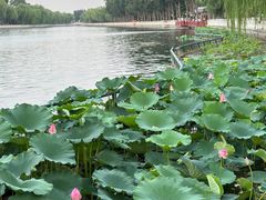-什刹海