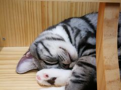 -猫和宫(六道口店)