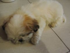 店内萌犬-武汉探路者国际青年旅舍