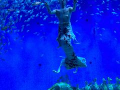 -合肥海洋世界