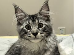 -欣宠猫屋·矮脚拿破仑·蓝金金渐层