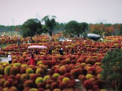 -花开海上生态园