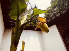 -秋霞圃