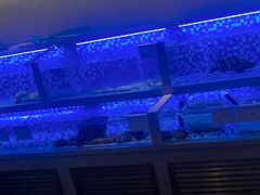 -来哥菜馆·大厨烹小鲜