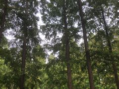 -黄海国家森林公园