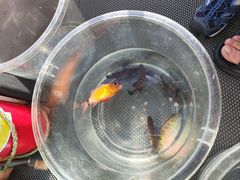 -小猫钓鱼海钓俱乐部(椰梦长廊店)