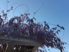 -石家庄市植物园