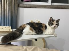-山宅一喵德文卷毛猫舍