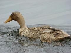 -铁道游击队纪念园