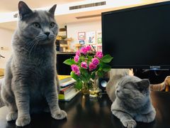 -瑞鹏宠物医院·爱宠堂·骨外专科(西荷分院)