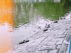 -屯门公园