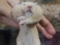 -钓仓鼠(洋桥北里小区店)