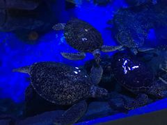 -烟台海昌鲸鲨海洋公园